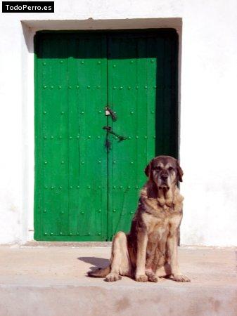 Foto del perro Niebla