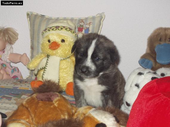 Foto del perro Tahison