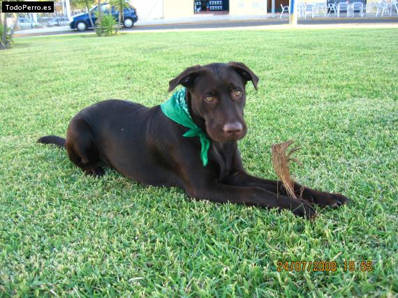 Foto del perro Luca