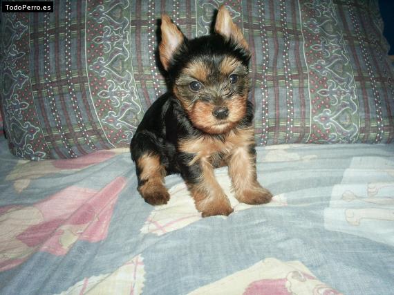 Foto del perro Mafalda