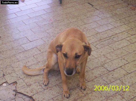 Foto del perro Satcha