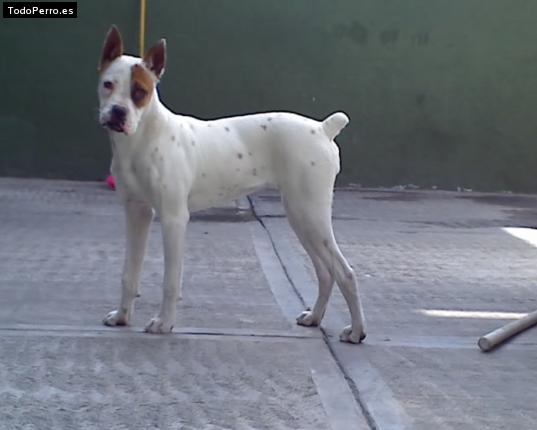 Foto del perro Trace