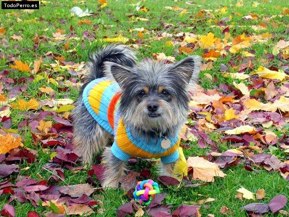 Foto del perro Tania
