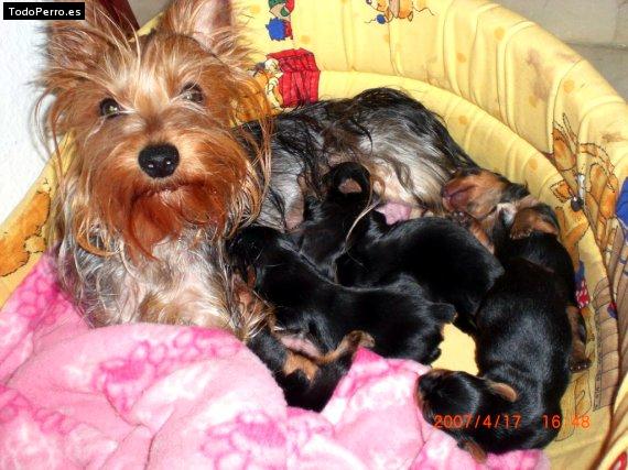 Foto del perro Chica