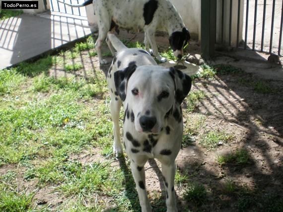 Foto del perro Jack