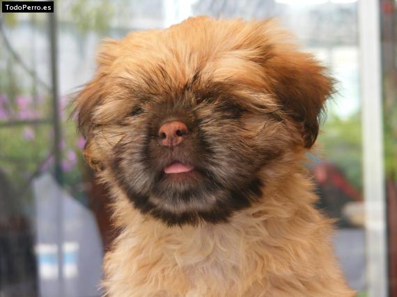 Foto del perro Sponja