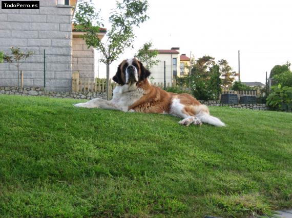 Foto del perro Nala