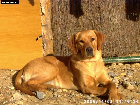 Foto del perro Neska