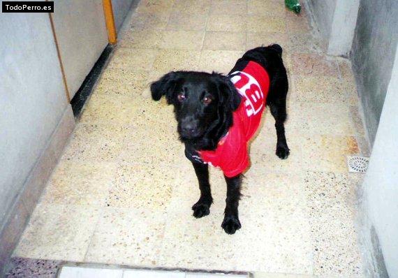 Foto del perro Colon