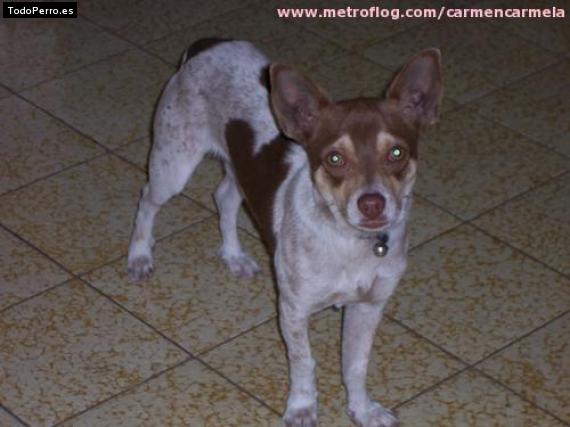 Foto del perro Toti