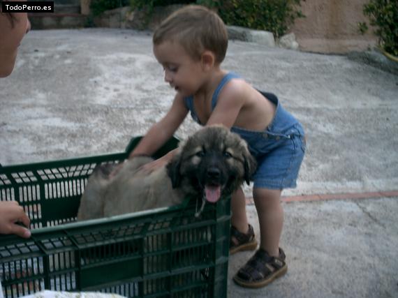 Foto del perro Chulo