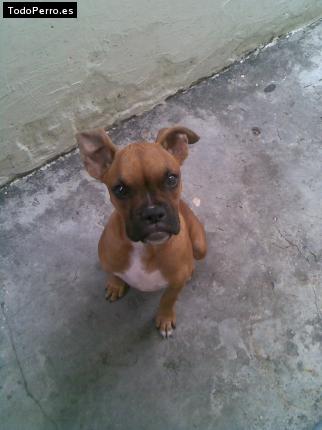 Foto del perro Tukiña