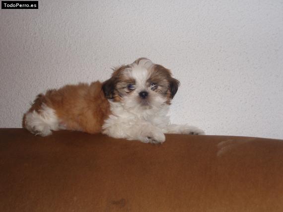 Foto del perro Camilo