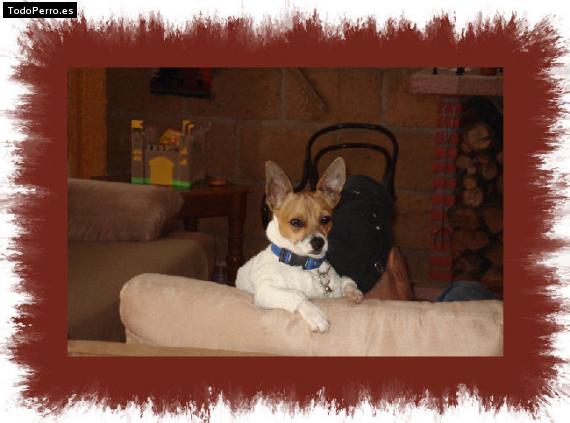 Foto del perro Shanuel