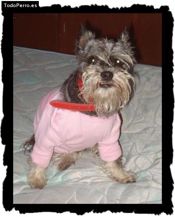 Foto del perro Dolly