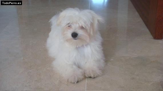 Foto del perro Chester