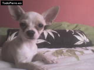 Foto del perro Britney