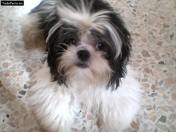 Foto del perro Ricky