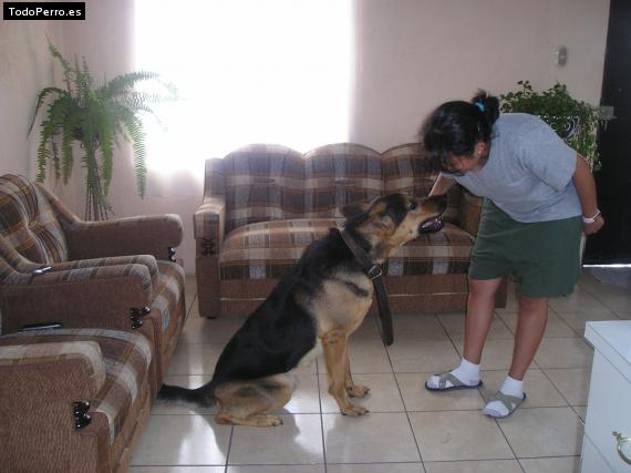 Foto del perro Joy