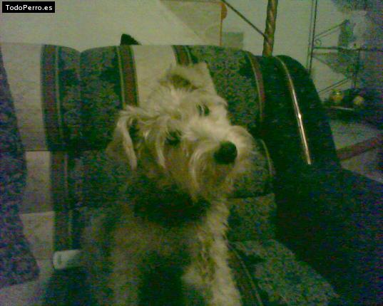 Foto del perro Camila