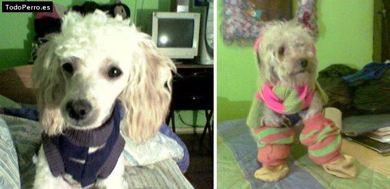 Foto del perro Taffy