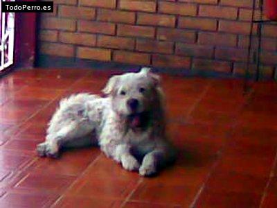 Foto del perro Coqueto
