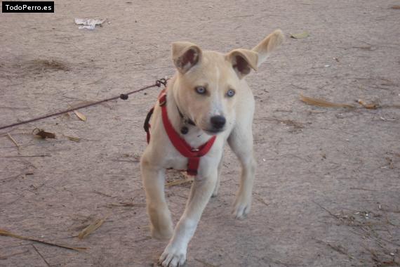 Foto del perro Scott