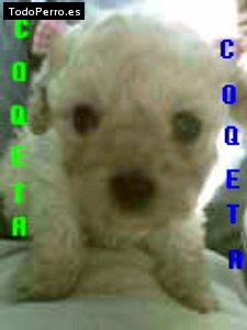 Foto del perro Coketa