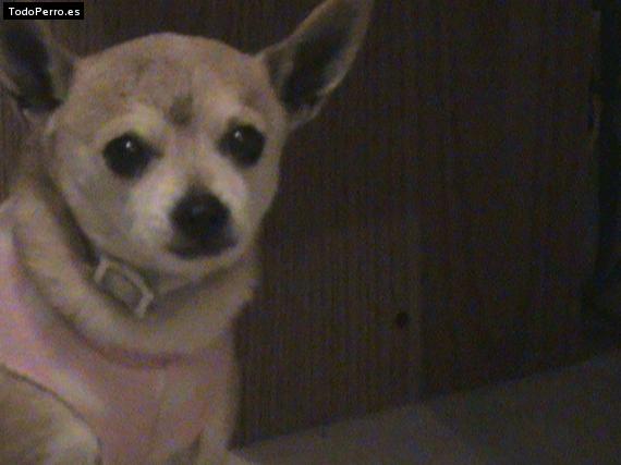 Foto del perro Cuqui