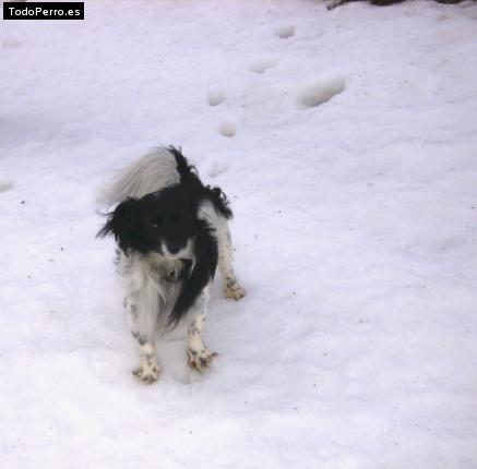 Foto del perro Balu