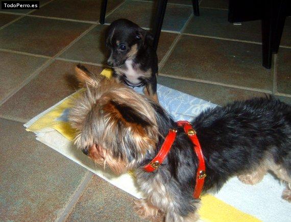 Foto del perro Chispita y luna