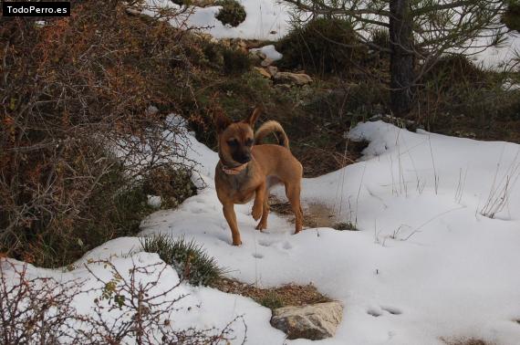 Foto del perro Pitufo