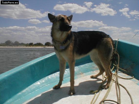 Foto del perro Kasha