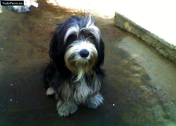 Foto del perro Box