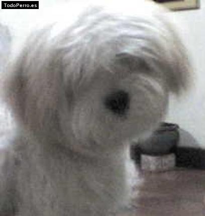 Foto del perro Sam