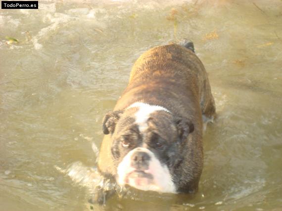 Foto del perro Leyla