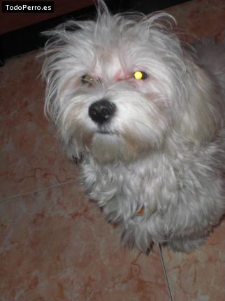 Foto del perro Moky