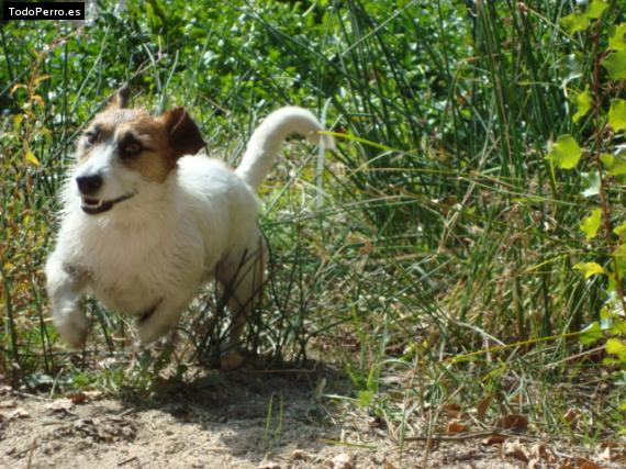 Foto del perro Trisky
