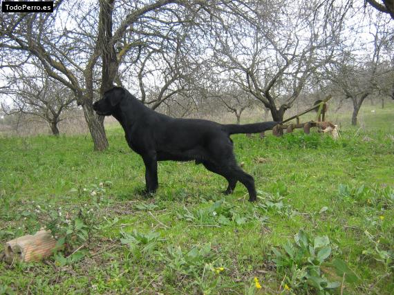 Foto del perro Nilo