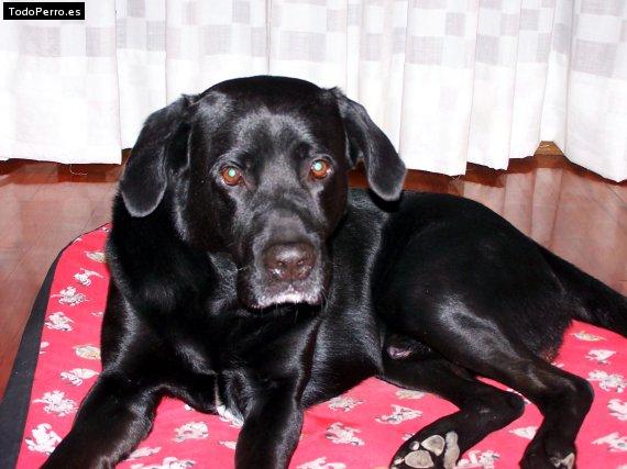 Foto del perro Buk