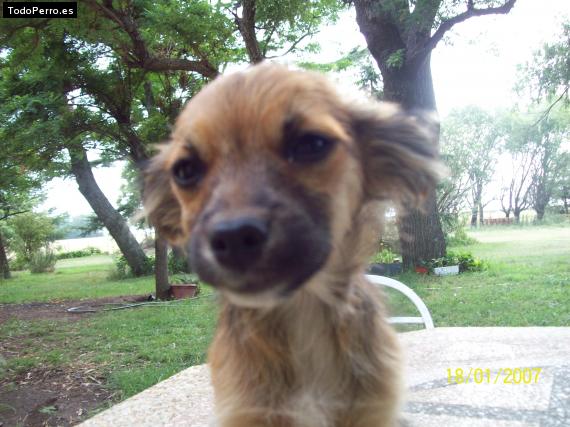 Foto del perro Reyton