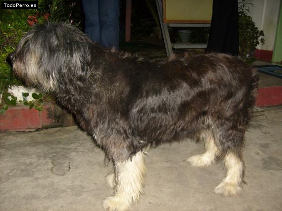 Foto del perro Chiky