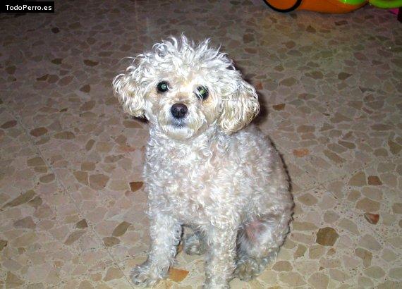 Foto del perro Tabi