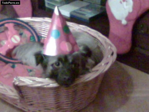 Foto del perro Clifford