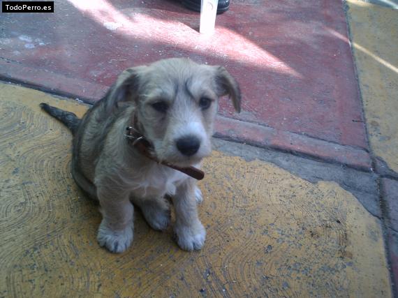 Foto del perro Romeo