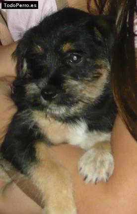 Foto del perro Cobbie