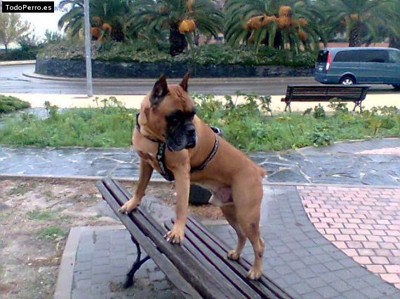 Foto del perro Tocho