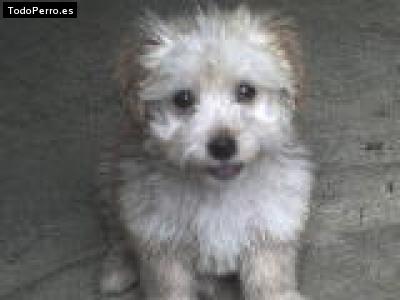 Foto del perro Cristal