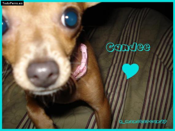 Foto del perro Candela
