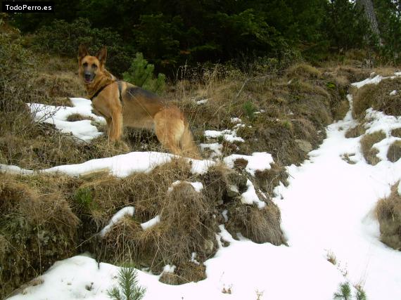 Foto del perro Lila